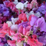 Floral reference photo.
